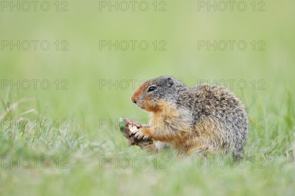 Columbia ground squirrel (Urocitellus columbianus, Spermophilus columbianus) feeding in a meadow,