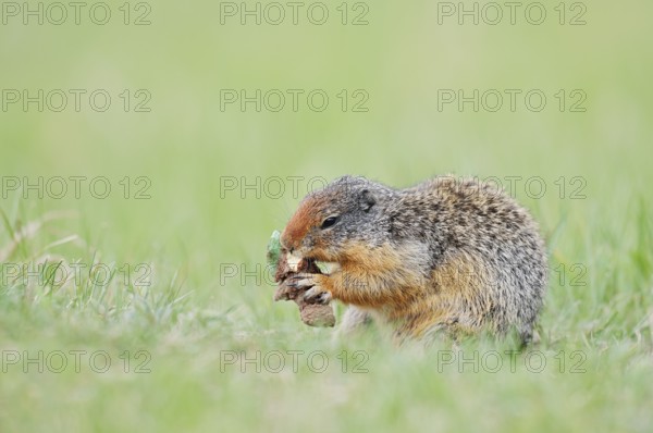 Columbia ground squirrel (Urocitellus columbianus, Spermophilus columbianus) feeding in a meadow,