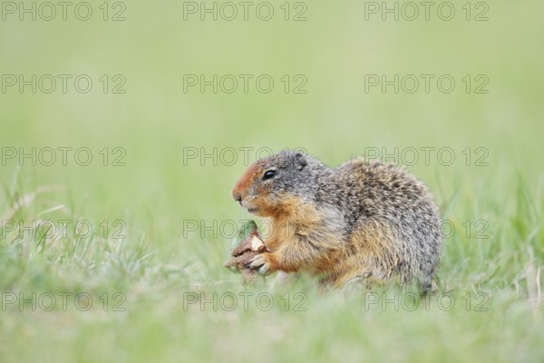 Columbia ground squirrel (Urocitellus columbianus, Spermophilus columbianus) feeding in a meadow,