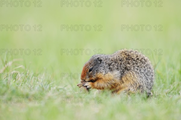 Columbia ground squirrel (Urocitellus columbianus, Spermophilus columbianus) feeding in a meadow,