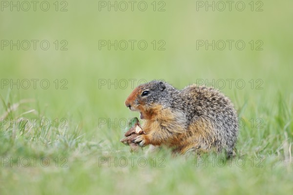 Columbia ground squirrel (Urocitellus columbianus, Spermophilus columbianus) feeding in a meadow,