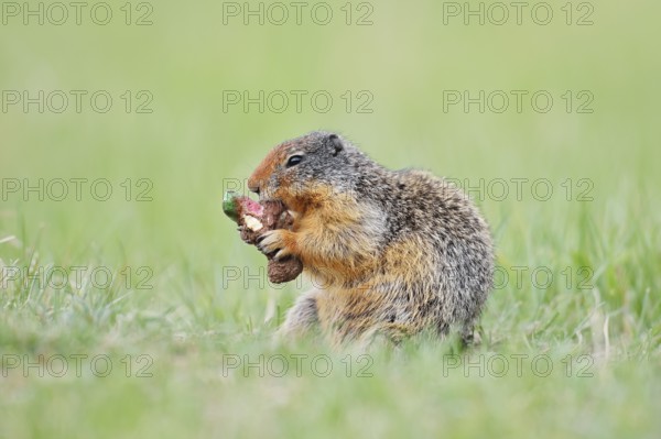 Columbia ground squirrel (Urocitellus columbianus, Spermophilus columbianus) feeding in a meadow,