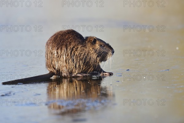 Nutria (Myocastor coypus) on the ice surface of a lake in winter, neozoa in Germany, North