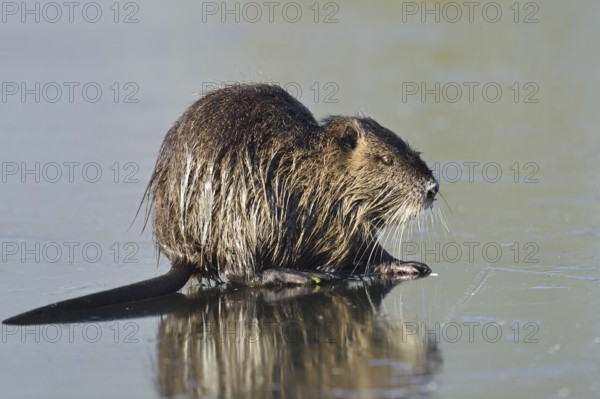 Nutria (Myocastor coypus) on the ice surface of a lake in winter, neozoa in Germany, North