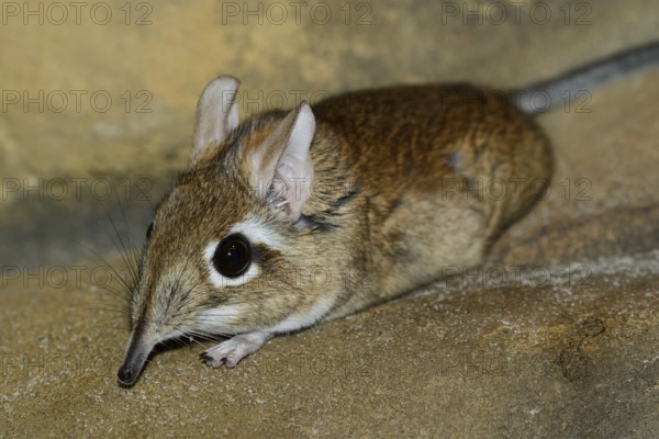 Rufous elephant shrew (Galegeeska rufescens, Elephantulus rufescens), captive, occurring in East