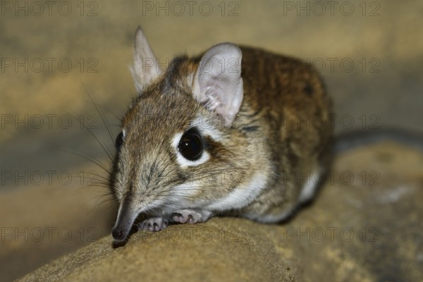 Rufous elephant shrew (Galegeeska rufescens, Elephantulus rufescens), captive, occurring in East