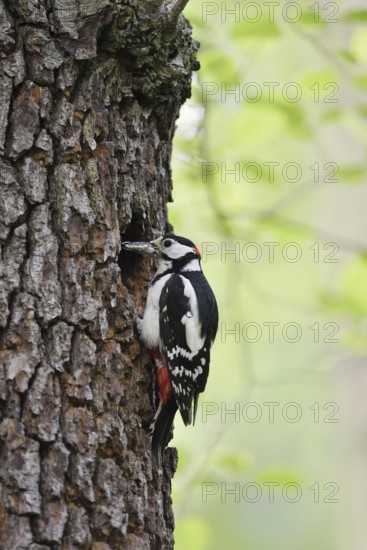 Great spotted woodpecker (Dendrocopos major, Picoides major), male at the breeding cavity, North