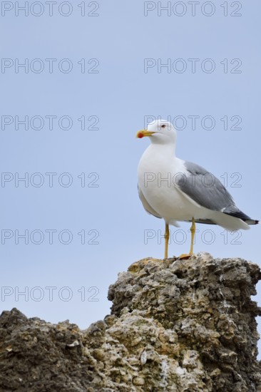 Mediterranean Gull (Larus michahellis) standing on a stone, Algarve, Portugal