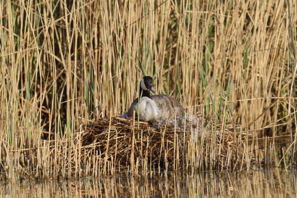 Canada goose (Branta canadensis) sitting brooding on the nest in the reeds, North Rhine-Westphalia,