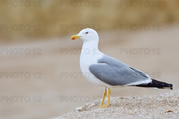 Mediterranean gull (Larus michahellis), Algarve, Portugal