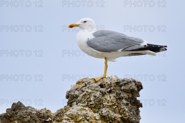 Mediterranean Gull (Larus michahellis) standing on a stone, Algarve, Portugal