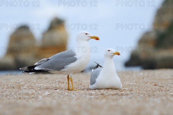 Mediterranean gulls (Larus michahellis), pair on the beach, Algarve, Portugal
