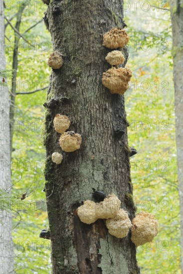 Fir spiny beard (Hericium flagellum) on a dead tree, Bavarian Forest National Park, Bavaria,