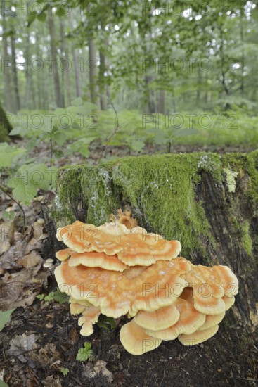 Sulphur polypore (Laetiporus sulphureus) on a tree stump in the forest, North Rhine-Westphalia,