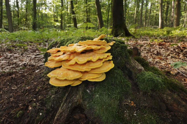 Sulphur polypore (Laetiporus sulphureus) on a mossy tree stump in a forest, North Rhine-Westphalia,