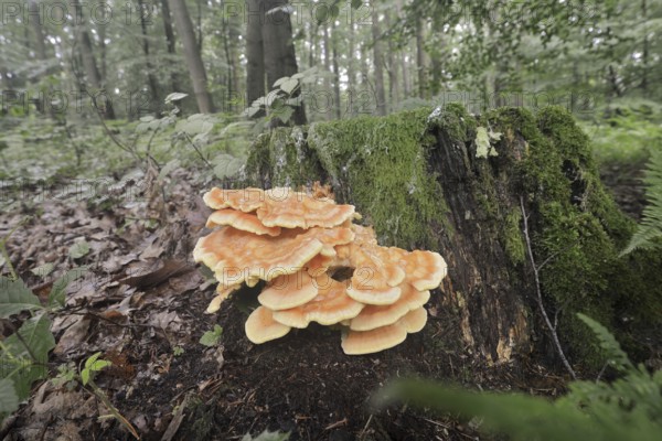 Sulphur polypore (Laetiporus sulphureus) on a tree stump in a forest, North Rhine-Westphalia,