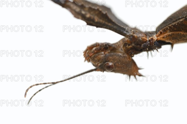 Giant prickly stick insect (Extatosoma tiaratum), female against a white background, portrait,