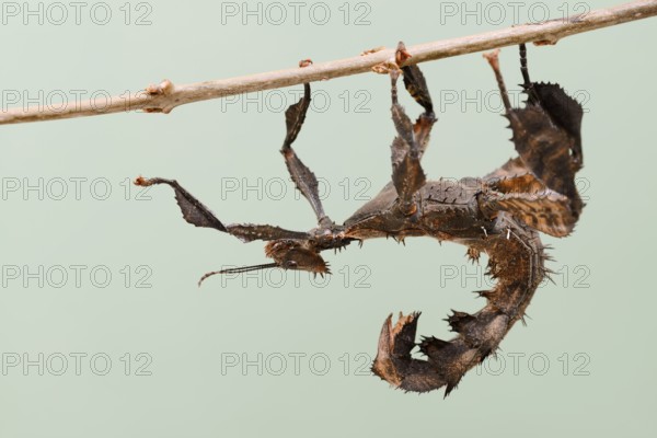Giant prickly stick insect (Extatosoma tiaratum), female, captive, native to Australia