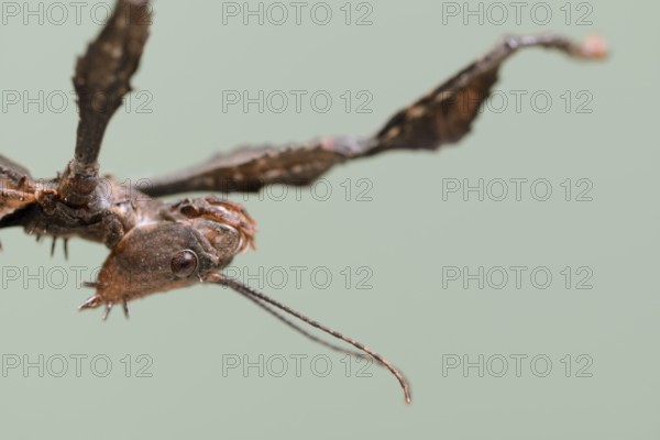 Giant prickly stick insect (Extatosoma tiaratum), female, portrait, captive, native to Australia