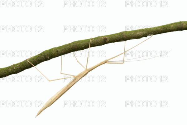 Pink winged stick insect (Sipyloidea chlorotica, Sipyloidea sipylus) on a twig against a white