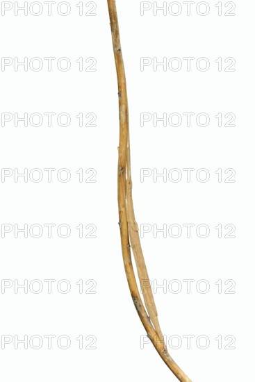 Pink winged stick insect (Sipyloidea chlorotica, Sipyloidea sipylus) sits well camouflaged on a
