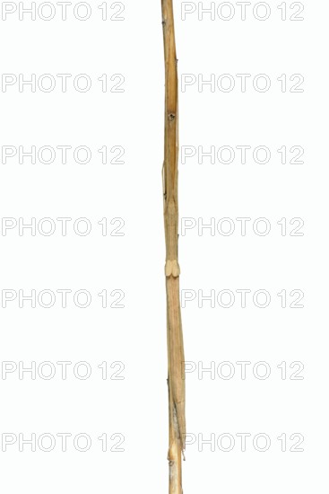 Pink winged stick insect (Sipyloidea chlorotica, Sipyloidea sipylus) sits well camouflaged on a