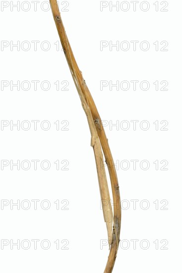 Pink winged stick insect (Sipyloidea chlorotica, Sipyloidea sipylus) sits well camouflaged on a