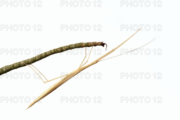 Pink winged stick insect (Sipyloidea chlorotica, Sipyloidea sipylus) on a twig against a white