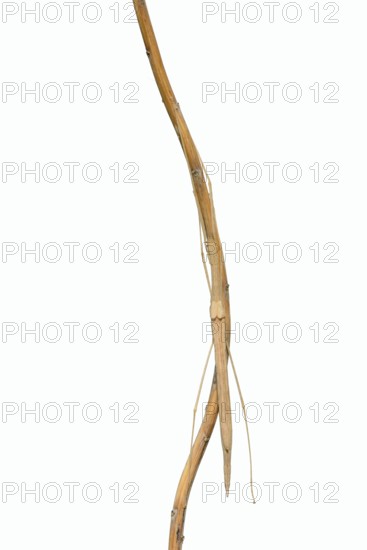 Pink winged stick insect (Sipyloidea chlorotica, Sipyloidea sipylus) on a twig against a white