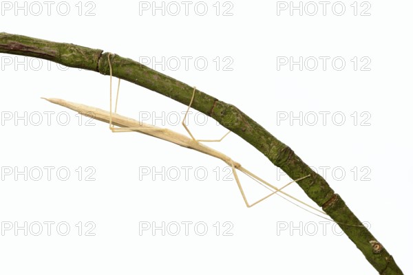 Pink winged stick insect (Sipyloidea chlorotica, Sipyloidea sipylus) on a twig against a white