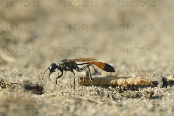 Red-banded sand wasp (Ammophila sabulosa) with captured caterpillar, North Rhine-Westphalia,