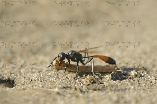 Red-banded sand wasp (Ammophila sabulosa) with captured caterpillar, North Rhine-Westphalia,