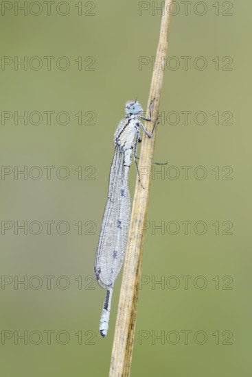 Common blue damselfly (Enallagma cyathigerum), male with dewdrops, North Rhine-Westphalia, Germany