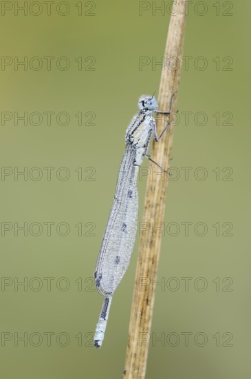 Common blue damselfly (Enallagma cyathigerum), male with dewdrops, North Rhine-Westphalia, Germany