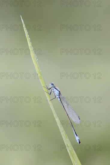 Blue-tailed damselfly (Ischnura elegans), male, North Rhine-Westphalia, Germany