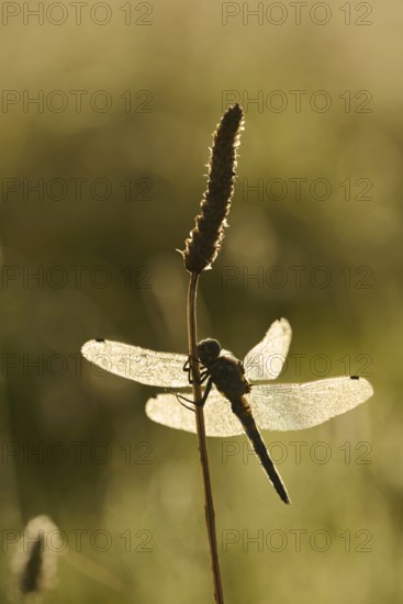 Black-tailed Skimmer (Orthetrum cancellatum), female with dewdrops against the light, North