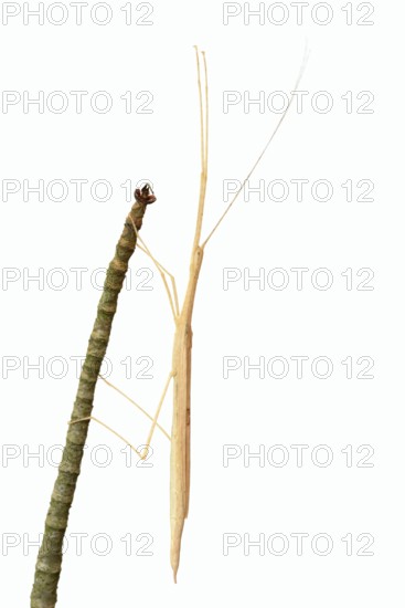 Pink winged stick insect (Sipyloidea chlorotica, Sipyloidea sipylus) on a twig against a white