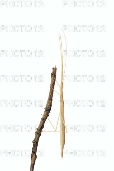 Pink winged stick insect (Sipyloidea chlorotica, Sipyloidea sipylus) on a twig against a white