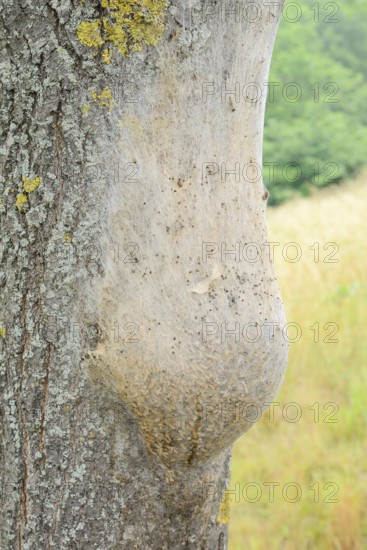 Oak processionary moth (Thaumetopoea processionea), nest of caterpillars on a tree trunk, North