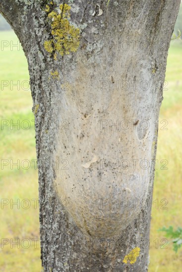 Oak processionary moth (Thaumetopoea processionea), nest of caterpillars on a tree trunk, North