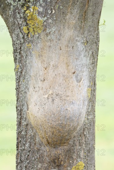 Oak processionary moth (Thaumetopoea processionea), nest of caterpillars on a tree trunk, North
