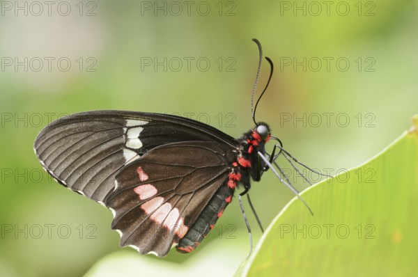 Parides butterfly or Parides butterfly (Parides iphidamas), captive, occurring in Central and South