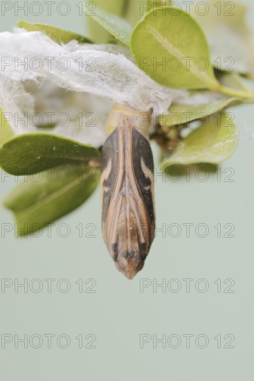 Box tree moth (Cydalima perspectalis), pupa on box tree (Buxus sempervirens), North