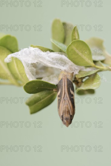 Box tree moth (Cydalima perspectalis), pupa on box tree (Buxus sempervirens), North