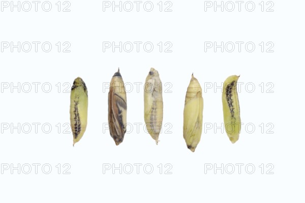 Box tree moth (Cydalima perspectalis), pupae in various stages on a white background, North