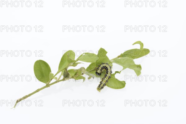 Box tree moth (Cydalima perspectalis), caterpillar on twig of box tree (Buxus sempervirens) on