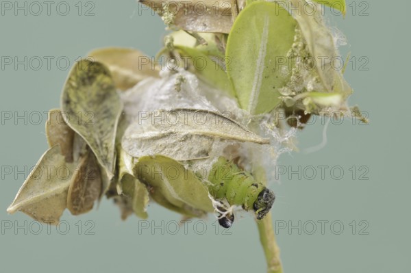 Box tree moth (Cydalima perspectalis), caterpillar shortly in front of pupation, North