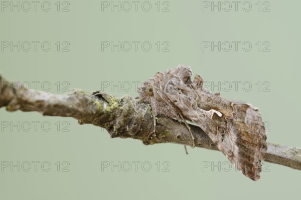 Gamma owl (Autographa gamma), North Rhine-Westphalia, Germany