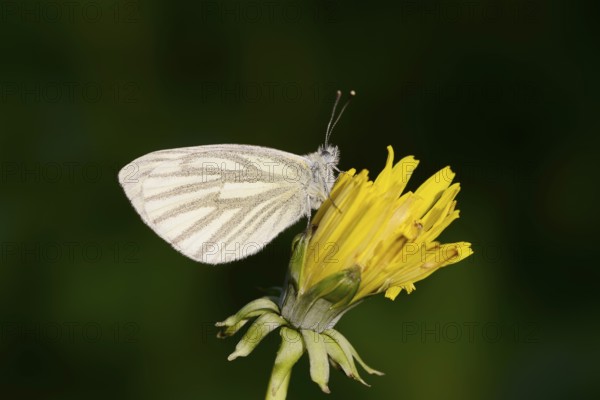 Rape white butterfly or green vein white butterfly (Pieris napi) on dandelion (Taraxacum) flower,