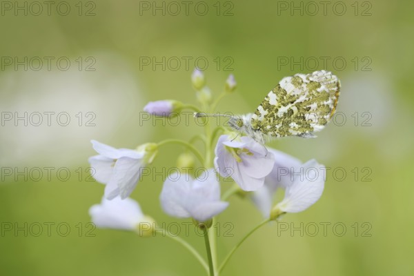 Aurora butterfly (Anthocharis cardamines) on flowering meadow foamwort (Cardamine pratensis), North